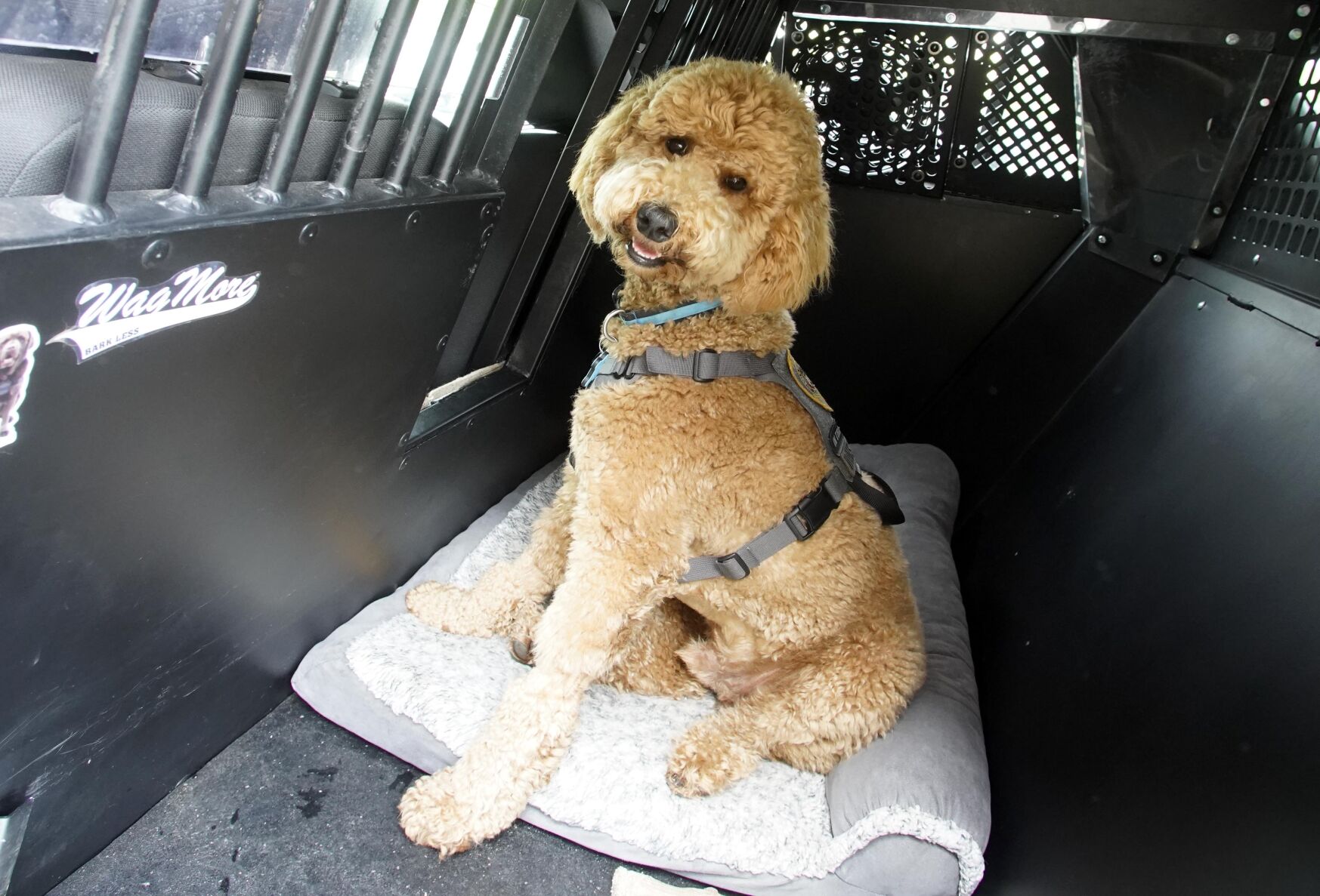 Winston has a special seat in the squad car